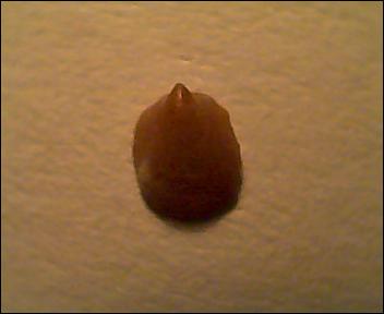 Acmaea virginea?